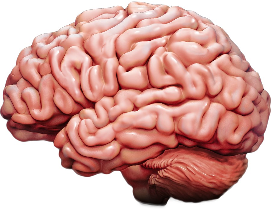 An anatomical biological brain